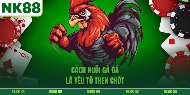 Cách Nuôi Gà Đá là yếu tố then chốt
