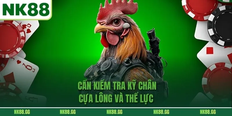 Cần kiểm tra kỹ chân, cựa, lông và thể lực